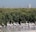 Ras Al Khor Wildlife Sanctuary, Ras Al Khor