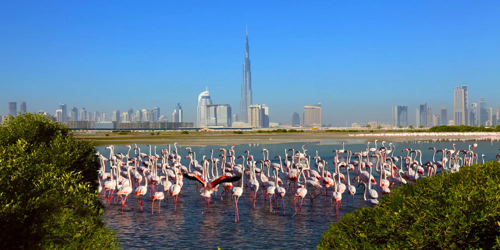 Ras Al Khor_a large group of seagulls standing on top of a lake